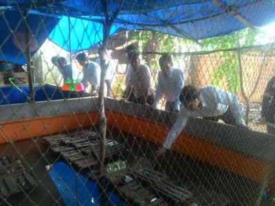 Giải pháp cải tiến kỹ thuật, nâng cao hiệu quả nuôi lươn thương phẩm