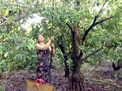 Vườn trồng mãng cầu xiêm 10 quả đẹp như 10 của nông dân Hậu Giang, ngay các nhà khoa học cũng đến xem