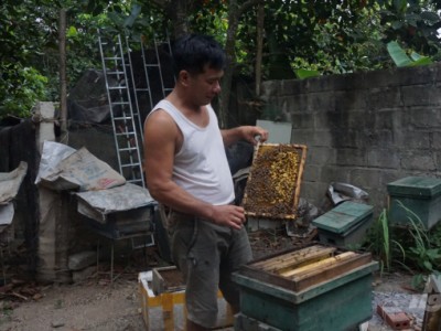 Đưa mật ong Cát Bà vào danh mục đặc sản của Hải Phòng