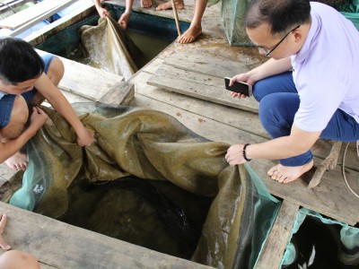 Nuôi cá lồng dưới hồ thủy điện, có cả cá quý hiếm, nông dân Bắc Mê ở Hà Giang nhà nào nuôi là khá giả