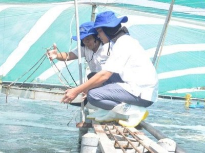 Nhật Bản hỗ trợ mô hình nuôi tôm tiết kiệm năng lượng sử dụng sinh khối