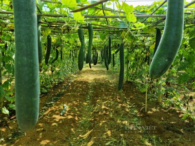 Liên kết với doanh nghiệp trồng đủ thứ rau quả, nông dân Sơn La lãi hàng trăm triệu đồng