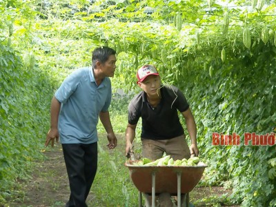 Trồng ớt dưới tán cao su, trồng dưa lưới công nghệ cao-những mô hình làm giàu lạ mà hay ở Bình Phước