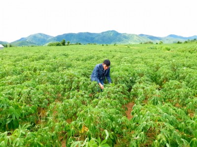 Bệnh khảm lá đe dọa vựa sắn Gia Lai