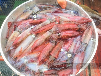 Mực nhảy Vũng Áng ở Hà Tĩnh bơi hàng đàn, lấy vợt xúc lên 