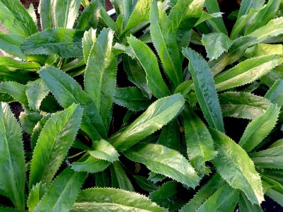 Lưu ý khi trồng mùi tàu (ngò gai) trong mùa mưa