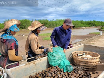 Vô rừng bãi bồi ở biển Ninh Bình bắt một con vật to bự tựa như con ngao, hễ nói bán là hết sạch