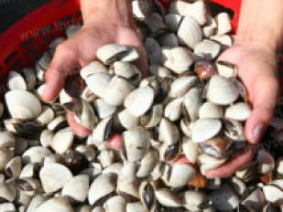 Cách thả ngao giống nhanh lớn