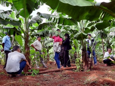 Nghiên cứu giống chuối kháng bệnh là giải pháp hàng đầu