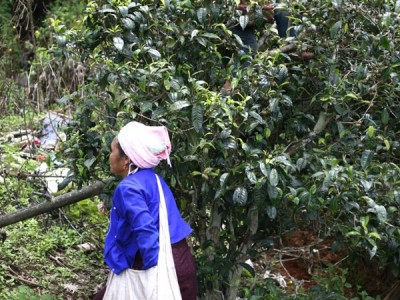 Cả làng phất lên nhờ loại cây tưởng chả có giá trị gì, thế mà chỉ sau một đêm được ví như 