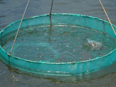 Phương pháp xử lý phù sa trước khi đưa vào ao nuôi