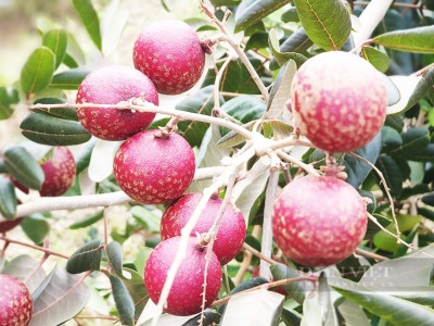 Một ông nông dân Vĩnh Long trồng 150 cây nhãn cứ như đột biến, bẻ trái bán giá cao thiên hạ vẫn tranh nhau mua