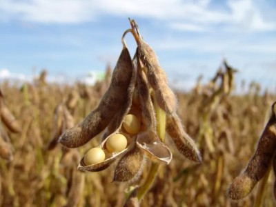 Việt Nam xuất khẩu hơn 5 triệu tấn gạo, nhưng phải chi 1,85 tỷ USD nhập về một loại hạt