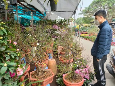 Không phải đào hay quất, loại mai 