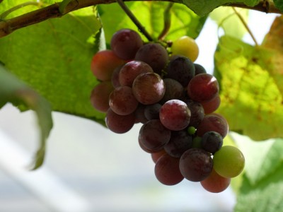 Đồng Nai: Trồng nho Nhật Bản với 6 giống nho khác nhau, hái bán 300.000-500.000 đồng/kg