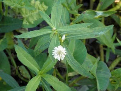 6 loại rau dại ngon xuất sắc, không thử một lần thì phí đời