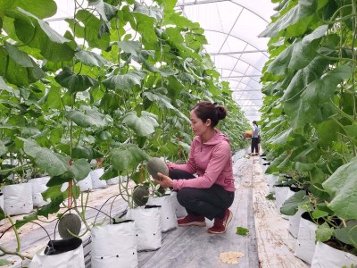 Nông dân Bắc Ninh phát triển nhiều mô hình sản xuất nông nghiệp hiệu quả từ vốn của Quỹ Hỗ trợ nông dân