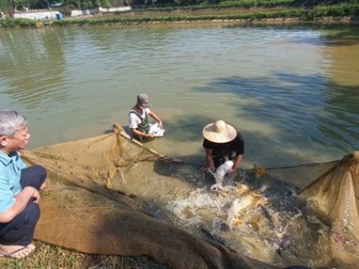 Nữ tỷ phú dân tộc Giáy ở Lào Cai phất lên nhờ nghề nuôi cá giống, nhiều người tới xem