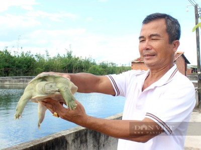 Nuôi ba ba, cá lóc lời 2,5 tỷ/năm; một chủ trang trại ở Tây Ninh là Nông dân Việt Nam xuất sắc 2023