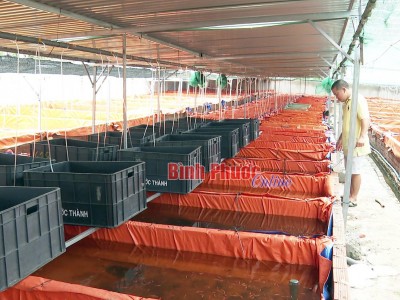 Một anh nông dân Bình Phước làm hồ lót bạt la liệt nuôi thứ cá độc lạ, nhiều người tò mò đến xem