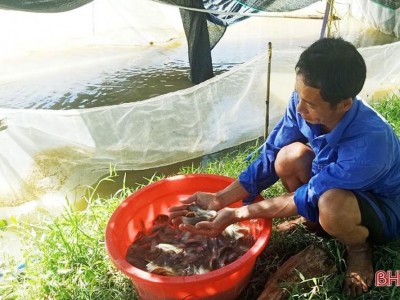 Loài cá có thịt thơm ngon, xương mềm như sụn, có giá trị dinh dưỡng cao, dễ nuôi mà thu lãi lớn