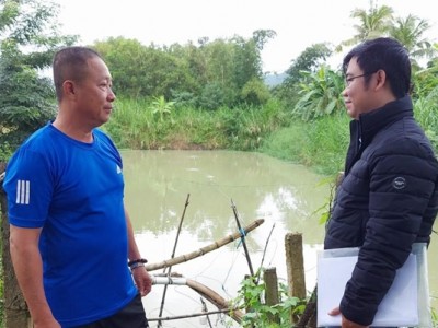 Đây là loài cá xưa thấy bình thường, nay là của hiếm, ở Phú Yên, nhà nào nuôi đạt đều bán đắt tiền