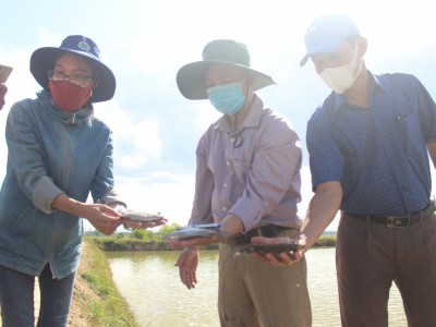 Nuôi cá dìa thử nghiệm trong ao tôm bỏ hoang, nông dân Quảng Trị bắt 1,4 tấn, bán 140.000 đồng/kg