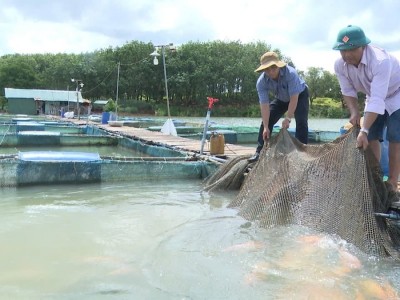 Nuôi cá lồng bè trên dòng Sê San