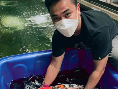 Nuôi cá koi những con to, đẹp, trai Quảng Nam nổi tiếng làm giàu táo bạo