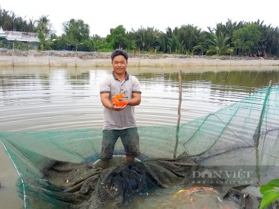Nuôi “cá triệu đô” trong 