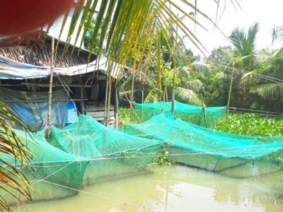 Nuôi cá lóc trong vèo, 3 tháng đã được thu, nông dân Hậu Giang vui vì bắt đến đâu bán hết đến đó
