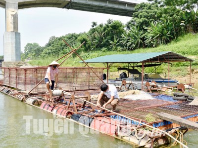 Nuôi cá quý hiếm thành hàng đặc sản trên sông Lô, nông dân Tuyên Quang bán 500.000-600.000 đồng/kg