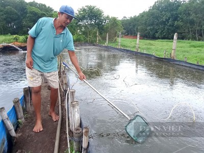 Nuôi loại cá thiên hạ mua về chỉ thả ra sông, một nông dân Sài Gòn trúng đậm