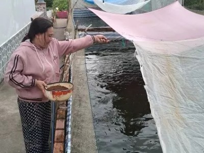 Đào ao trong vườn nuôi cá rô đồng dày đặc, một chị nông dân Cà Mau nuôi không kịp cho thương lái mua