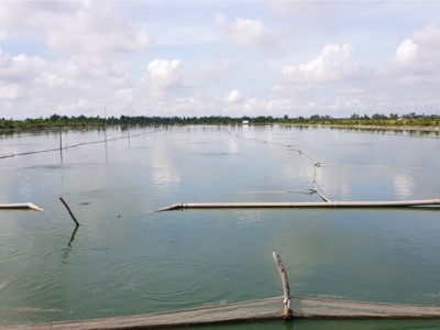 Một huyện của Đồng Tháp thu hoạch 110 ha mặt nước nuôi cá sặc rằn, giá cá sặc rằn cao nhất đạt 72.000 đồng/kg