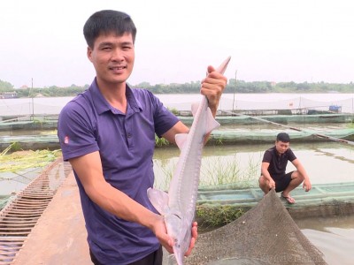 Nuôi thành công cá tầm-dòng cá nước lạnh trên sông Đuống ở Bắc Ninh