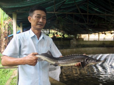 Nuôi cá hồi, cá tầm trên đỉnh Pù Rinh