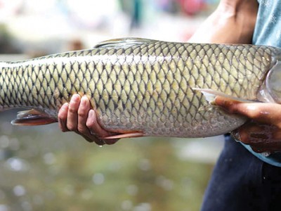 Một loài cá được ví như thuốc bổ của người đang mệt mỏi, biếng ăn lại rất dễ nuôi, chỉ cần cho ăn cỏ, lá