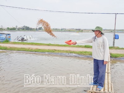 Anh nông dân Nam Định đào ao nuôi 50-60 tấn cá trắm đen, toàn cá nặng 10-18 kg, xe các nơi tấp nập về mua