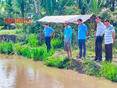 Nuôi cá trê vàng trên ruộng lúa ở Hậu Giang kéo lên bắt đạt năng suất 1,3 tấn/ha