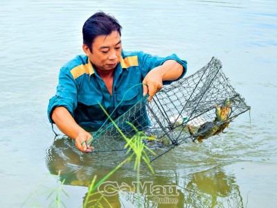 Nuôi cua biển theo 2 giai đoạn ở Cà Mau nước sạch mà con cua to bự thế này, hễ bán là hết sạch