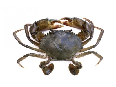 Giải pháp nuôi cua biển tuần hoàn trên cạn