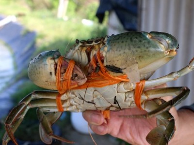 Thả nuôi 10.000 con cua biển, nông dân Hà Tĩnh bắt lên hàng tấn, bán giá 250.000 đồng/kg