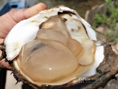 Nuôi loài nhuyễn thể bổ dưỡng này xuất khẩu sang Nhật, nông dân ven biển Việt Nam sẽ tăng thu nhập