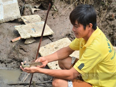 Anh nông dân xứ đất Mũi nổi tiếng vì là người hiếm hoi nuôi thành công loài cá kỳ lạ trong ao nhà mình