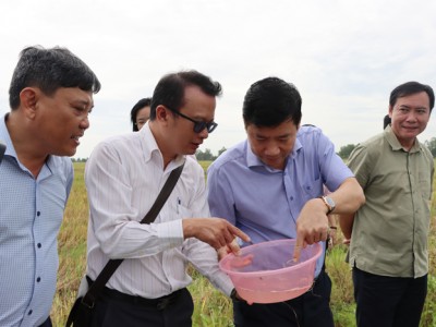 Ương lươn giống, nuôi lươn thương phẩm ứng dụng công nghệ tuần hoàn ở Đồng Tháp