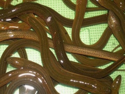 Ghi nhận từ mô hình nuôi lươn không bùn ở Cát Tiên