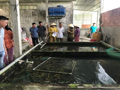 Nuôi con vật này người Nhật, Hàn Quốc rất mê, ở một nơi của Hậu Giang, nông dân khá giả hẳn lên