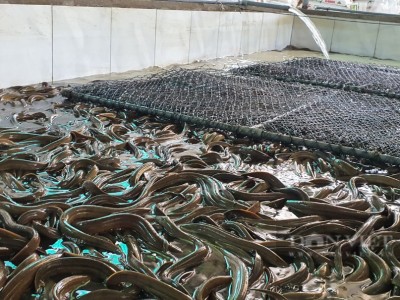 Kiểu nuôi con đặc sản dày đặc của một ông nông dân ở Khánh Hòa khiến ai đến xem cũng mê tít