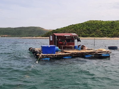 Quảng Bình: Độc đáo mô hình nuôi ốc hương trên biển